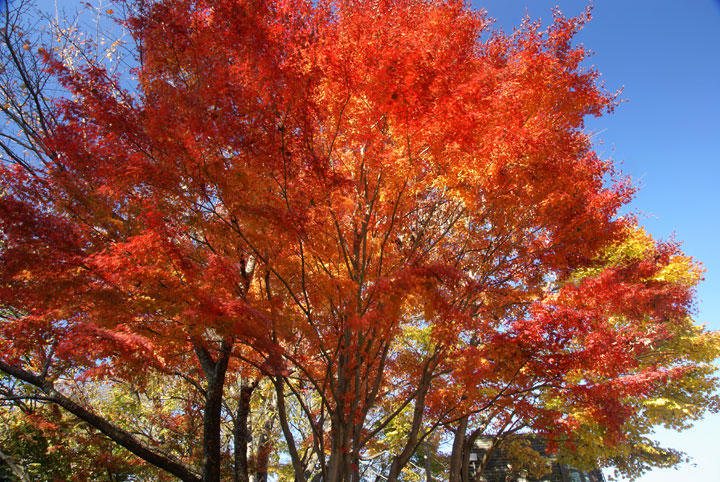 親子活動　愛在深秋　香港賞紅葉