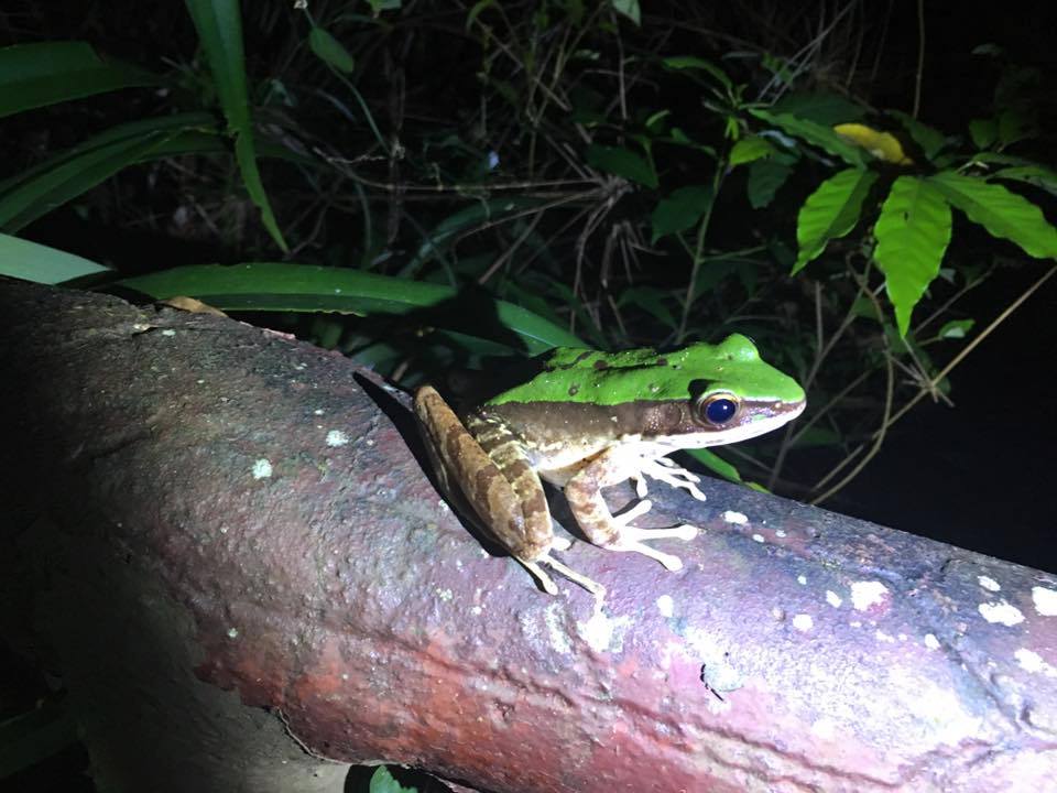 一家大細　夜間生物大搜查