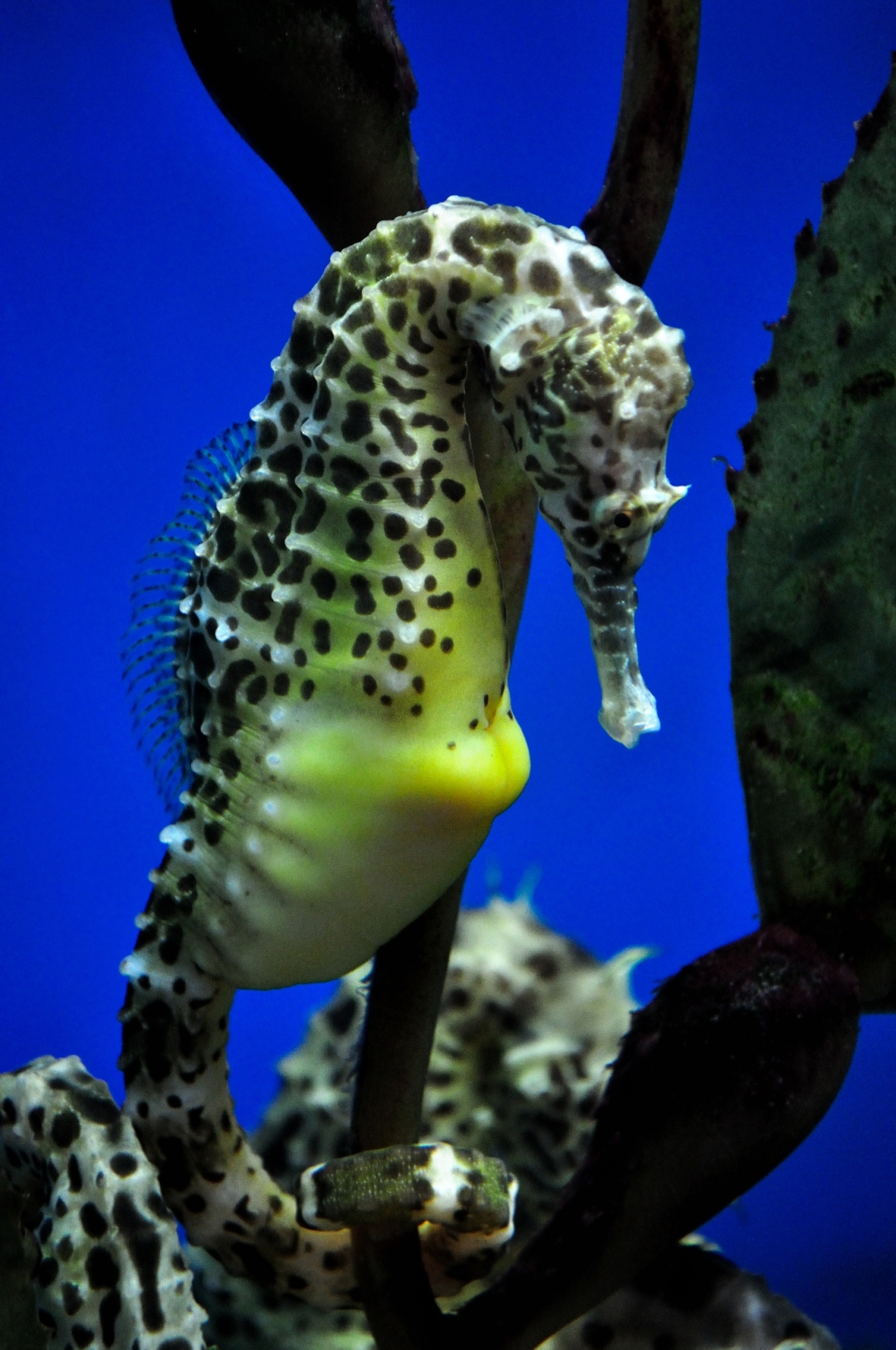 海洋公園「親親動物月」